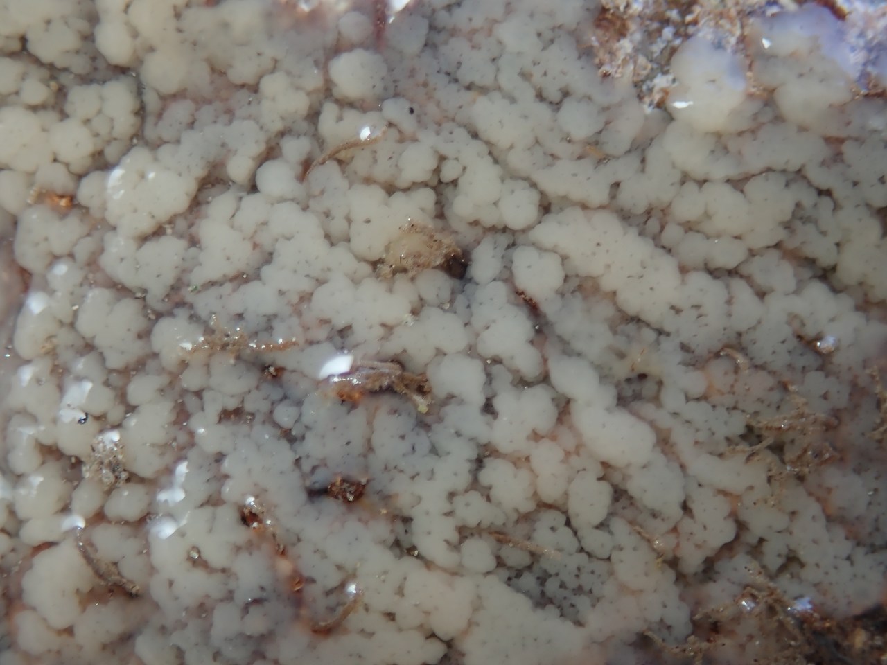 Plakina monolopha